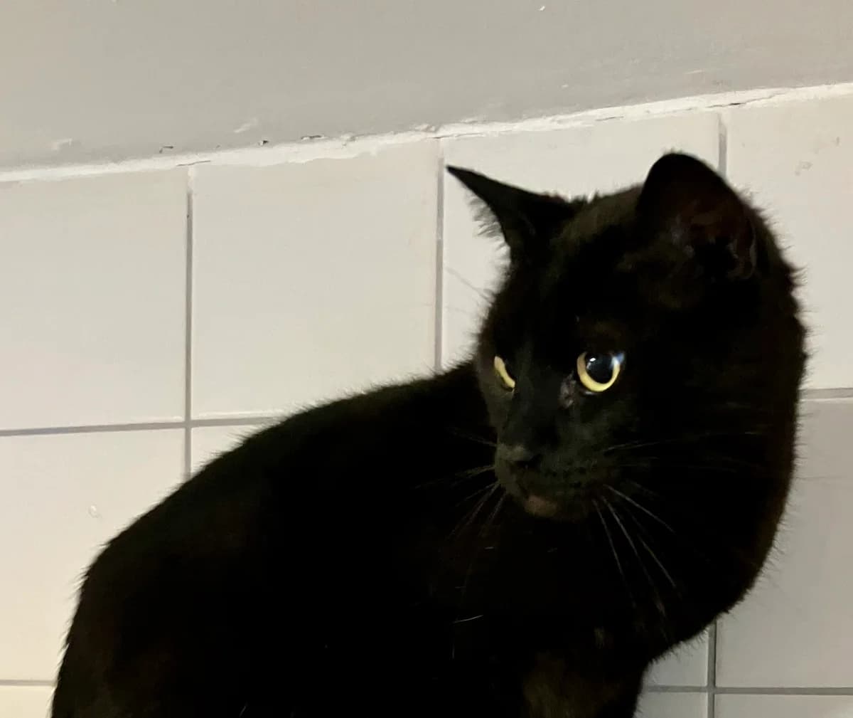 Xaver, Mixed Breed for adoption at Tierheim Forchheim, Forchheim