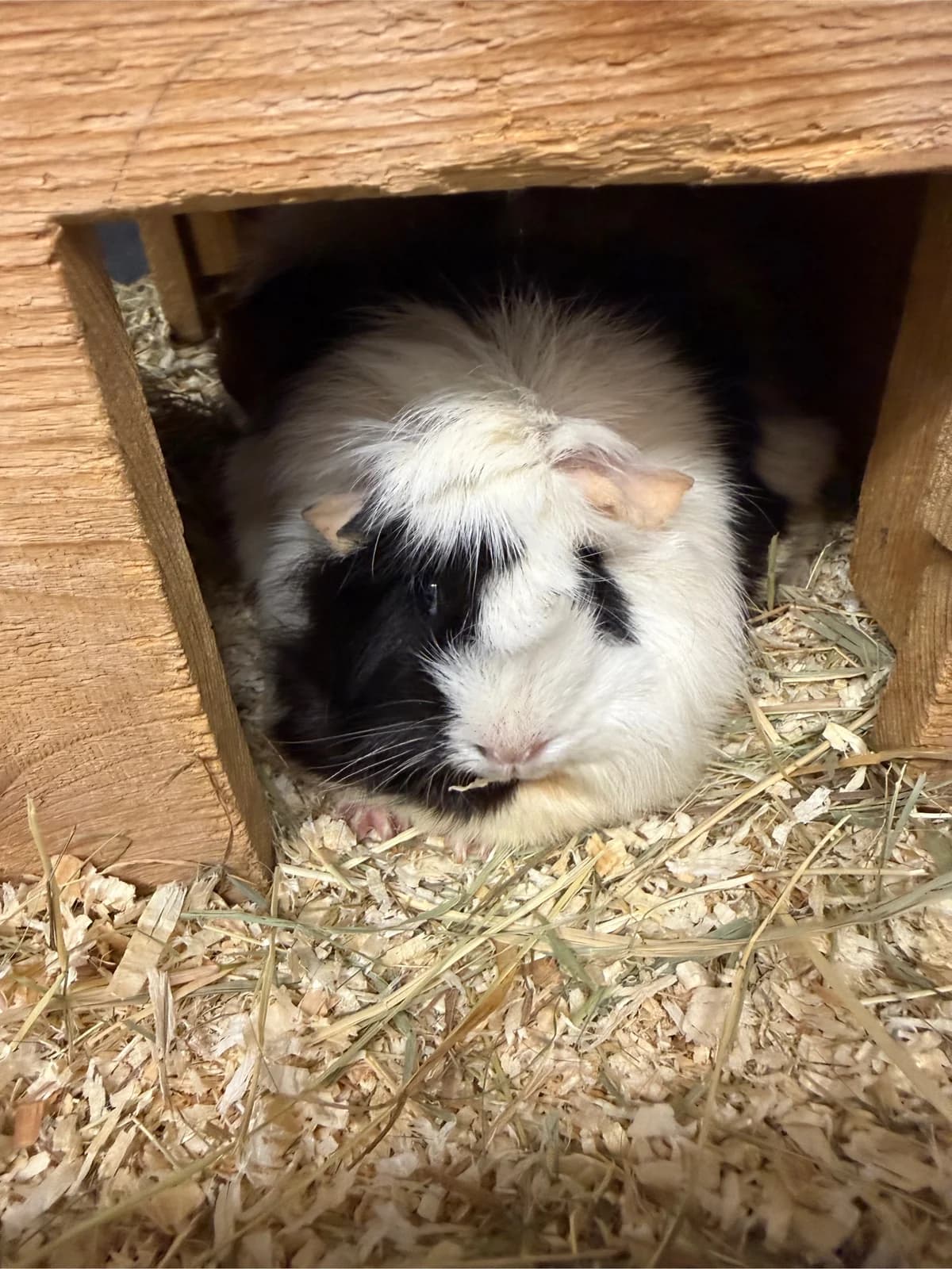 drei weibliche Meerschweinchen, Mixed Breed for adoption at Tierheim Forchheim, Forchheim