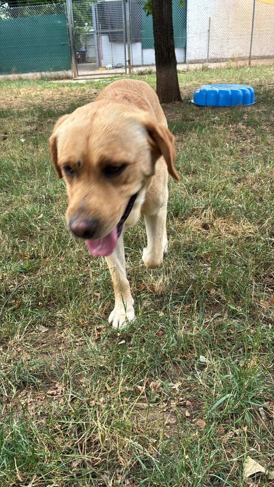 Blue, male Mixed Breed for adoption at Tierheim Forchheim, Forchheim