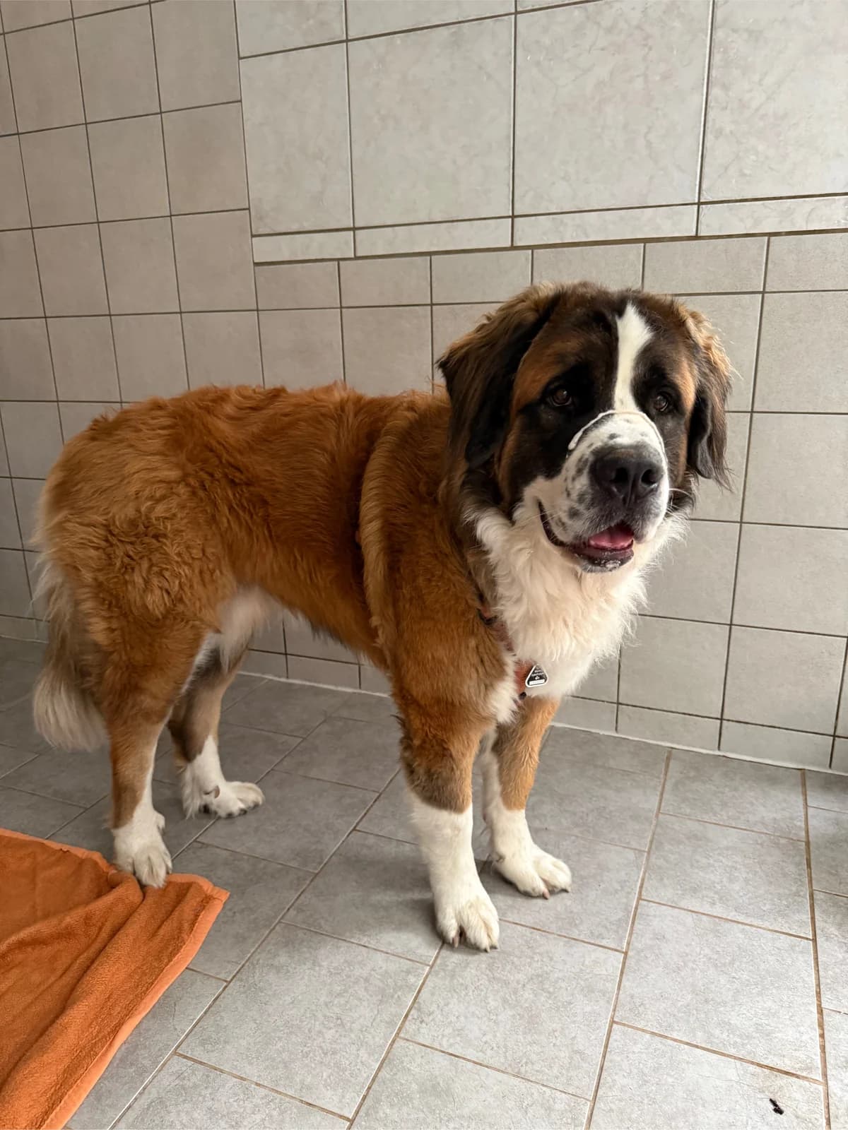 Eddy, 3yo Saint Bernard for adoption at Tierheim Forchheim, Forchheim