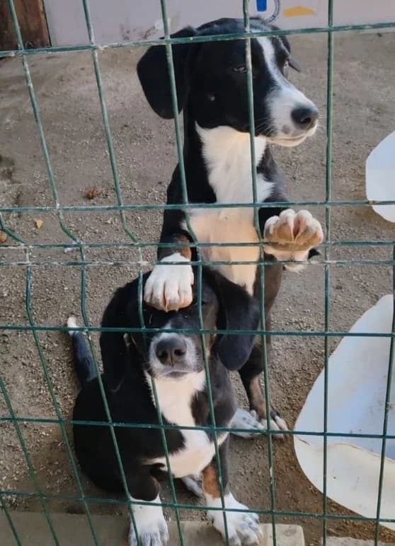 Pati und Badi, young mixed breed for adoption at Tierheim Forchheim, Forchheim