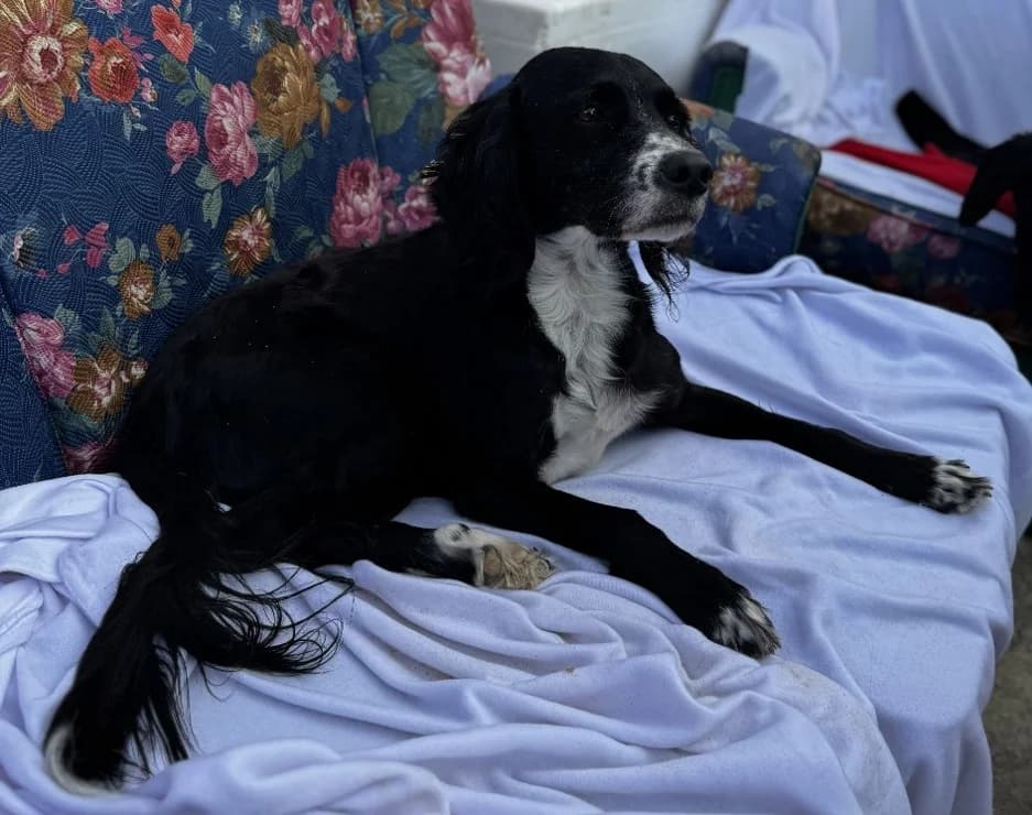 Zeytin, schwarz female young mixed breed for adoption at Tierheim Forchheim, Forchheim