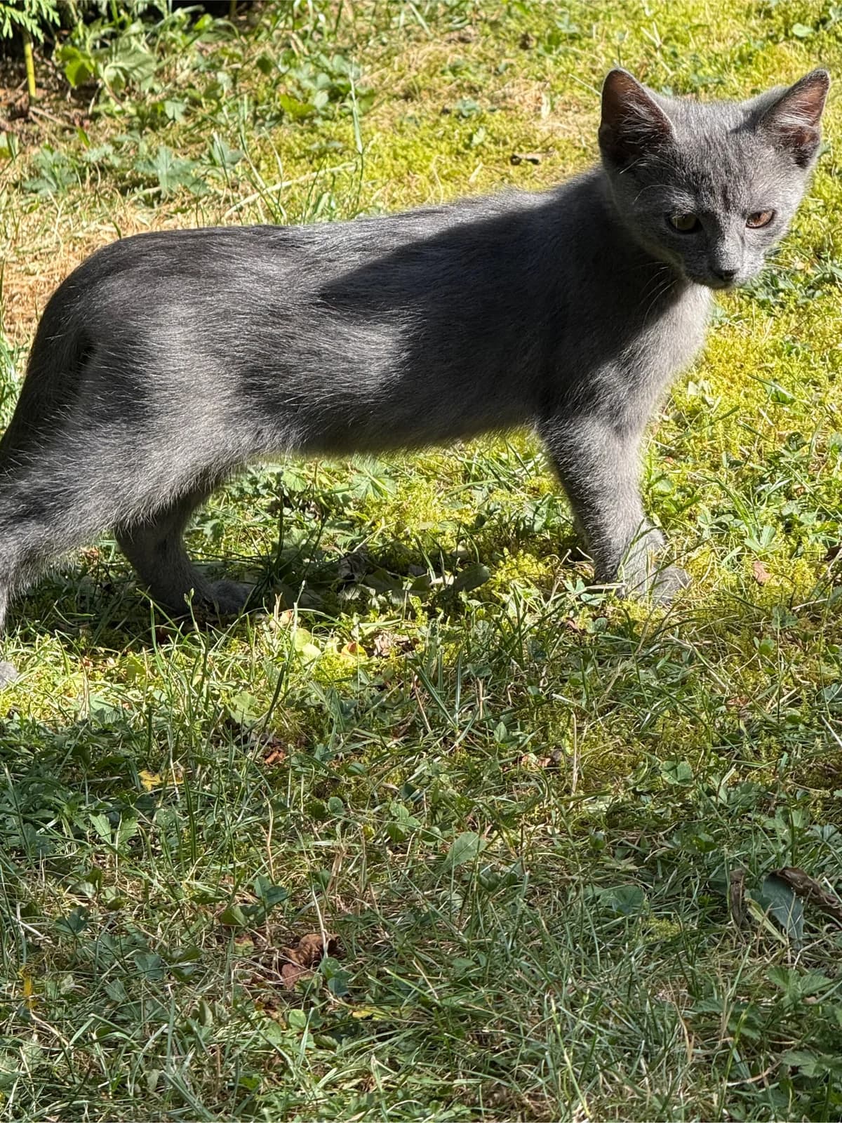 Willi, und Wilfriede, mixed breed for adoption at Tierheim Forchheim, Forchheim