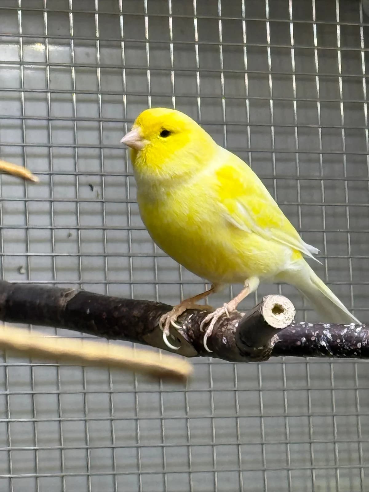 Tweety, Mixed Breed for adoption at Tierheim Forchheim, Forchheim