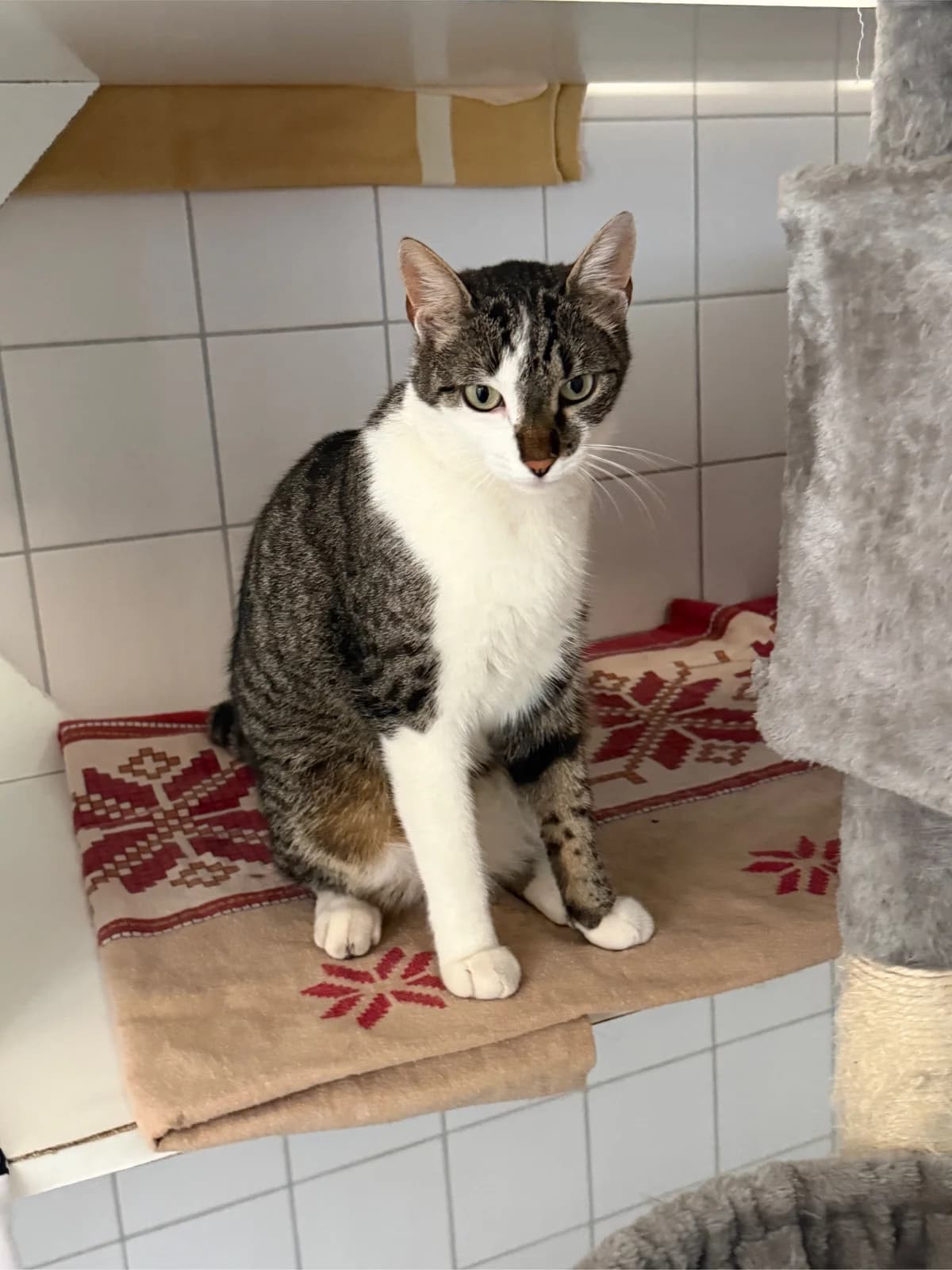 Tia, young Mixed Breed for adoption at Tierheim Forchheim, Forchheim