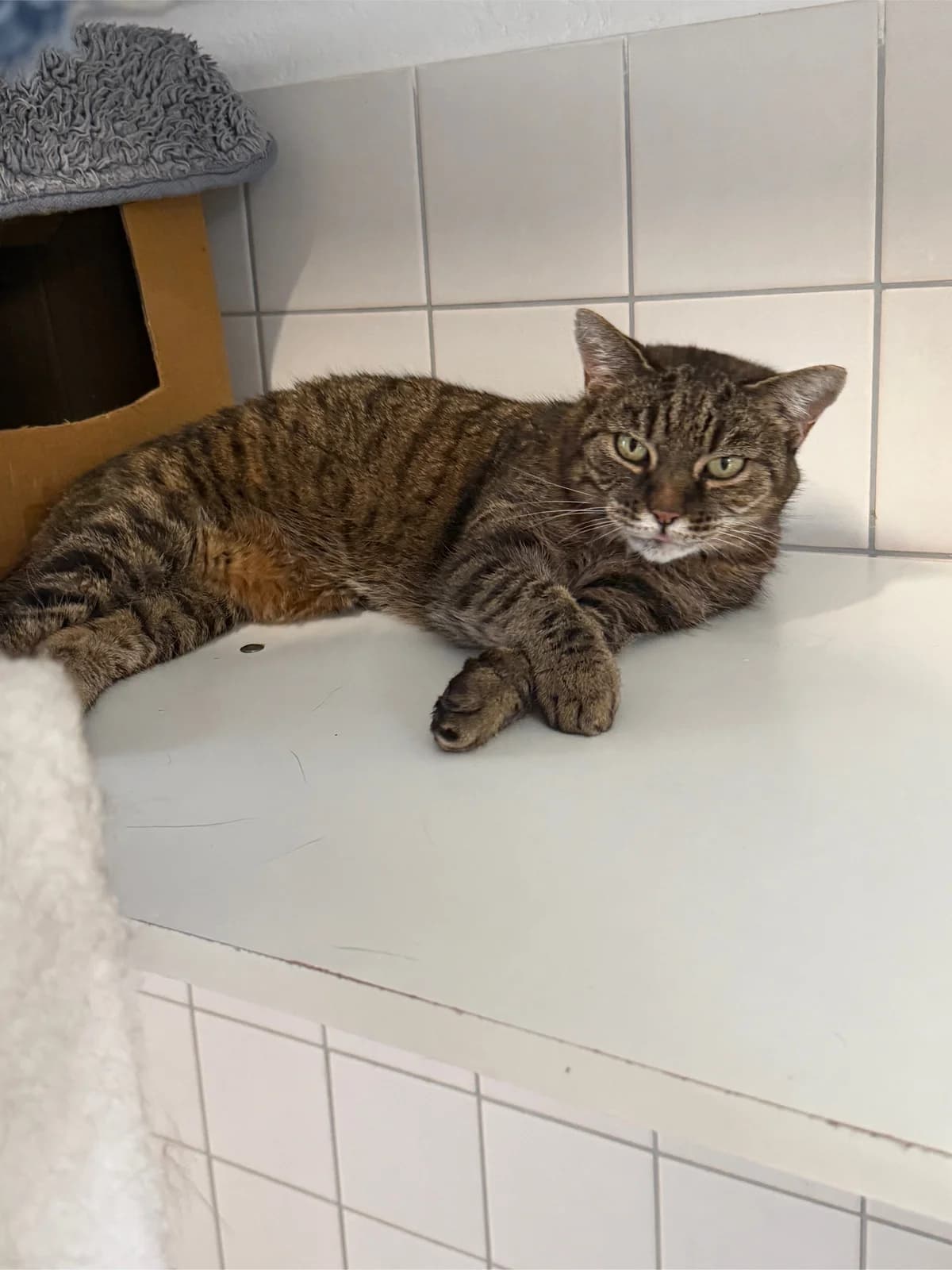 Miezi, senior Mixed Breed for adoption at Tierheim Forchheim, Forchheim