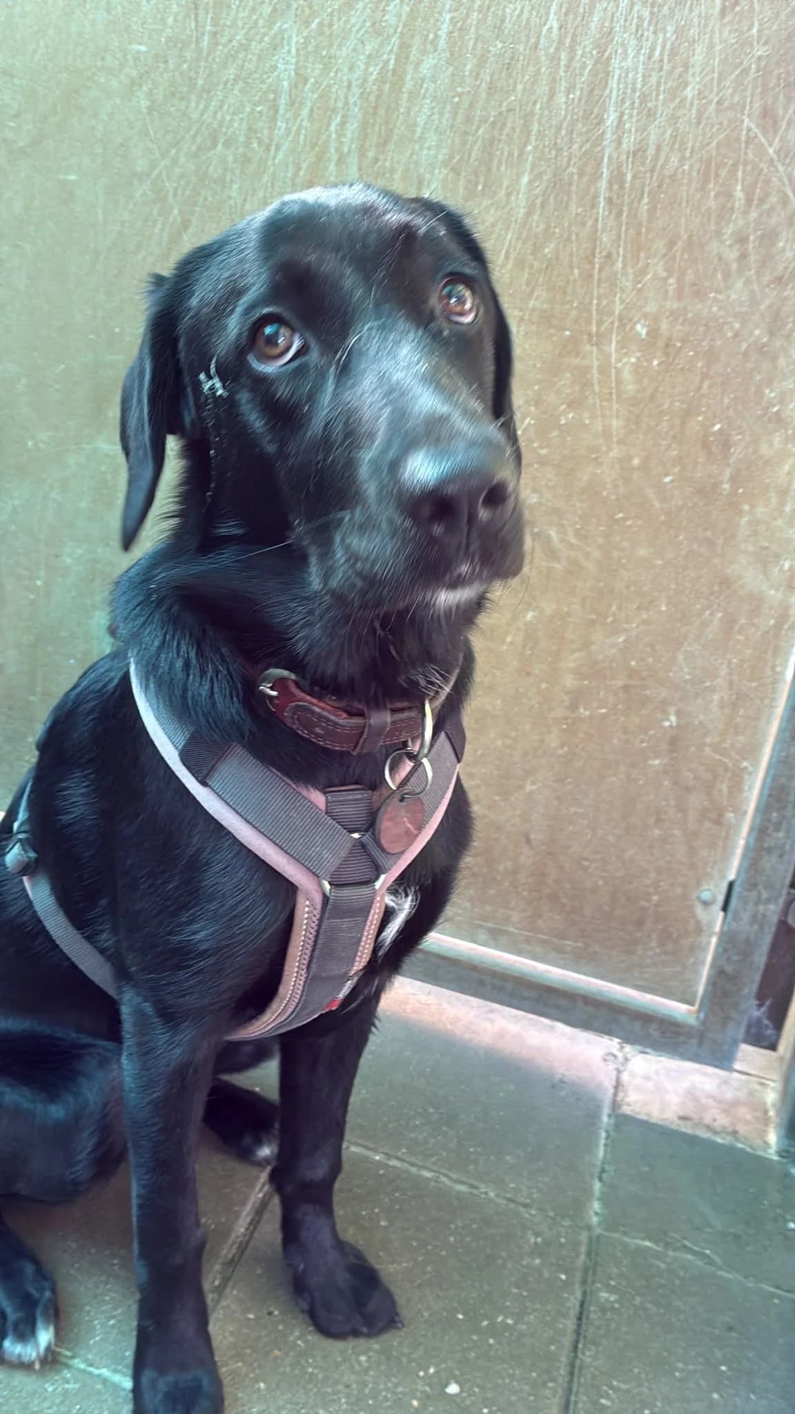 Stella, female Labrador Retriever for adoption at Tierheim Forchheim, Forchheim