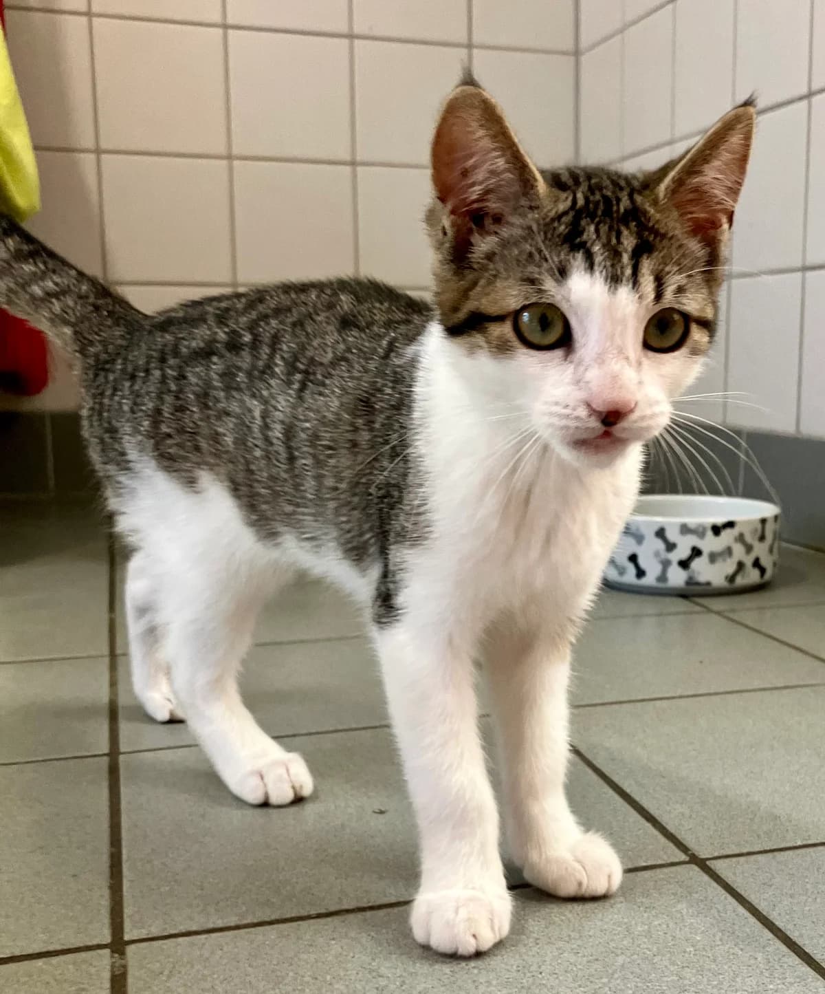 Kiki, John und Martini, Mixed Breed for adoption at Tierheim Forchheim, Forchheim