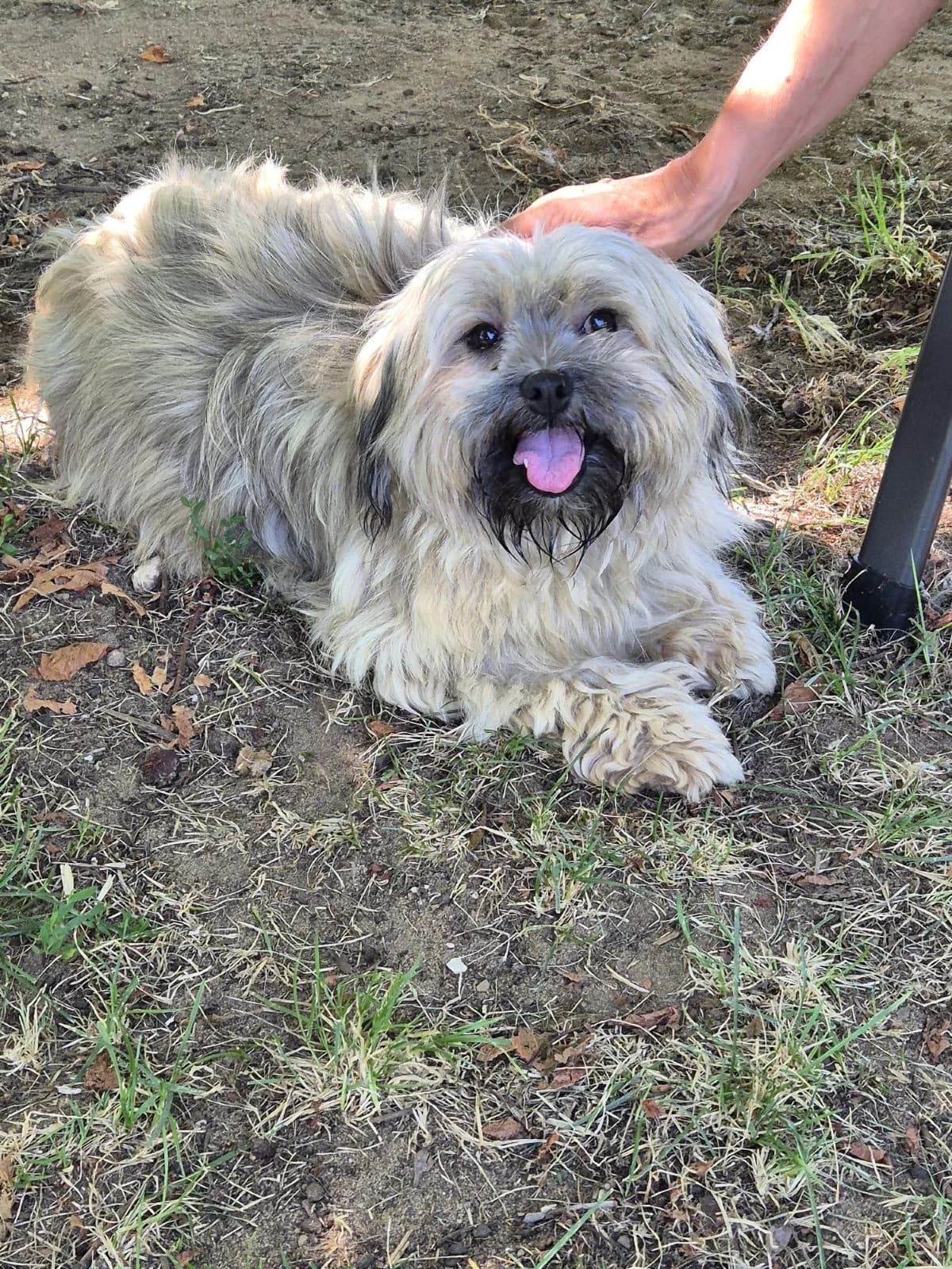 Kristal, female Mixed Breed for adoption at Tierheim Forchheim, Forchheim