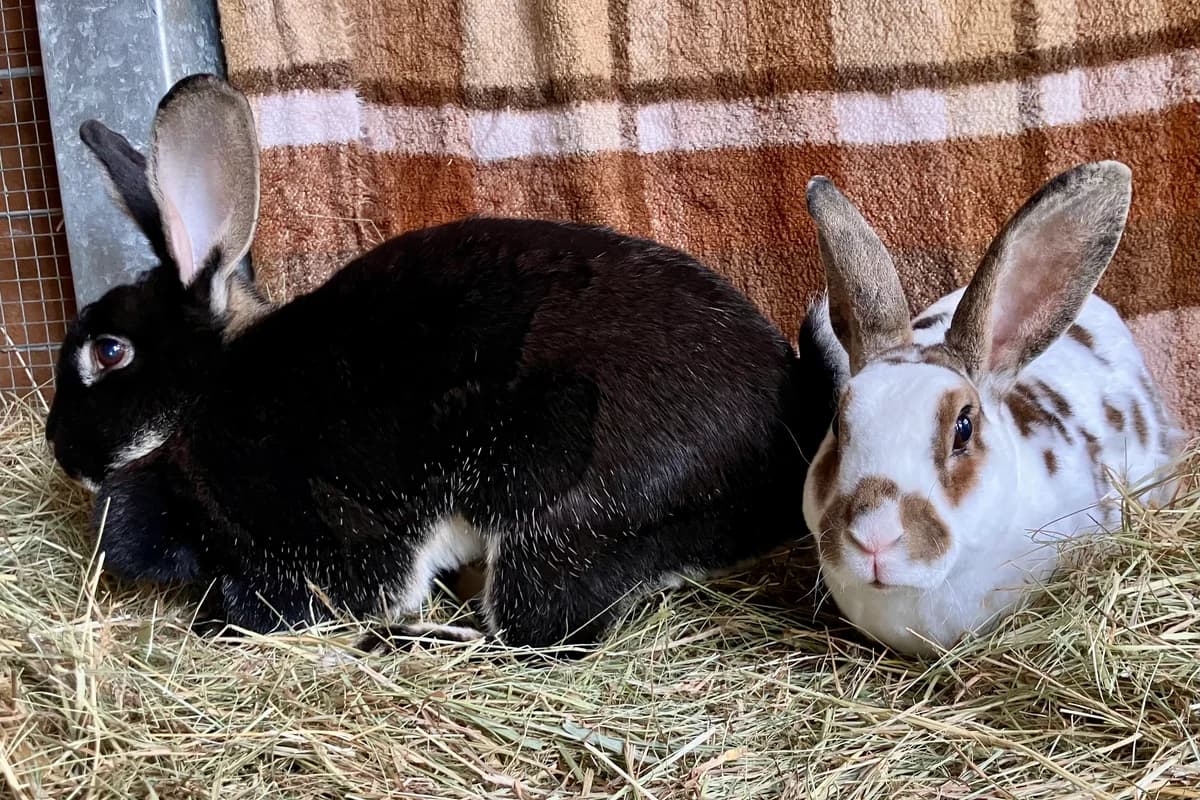 Bunny und Flecki, 5yo Mixed Breed for adoption at Tierheim Forchheim, Forchheim