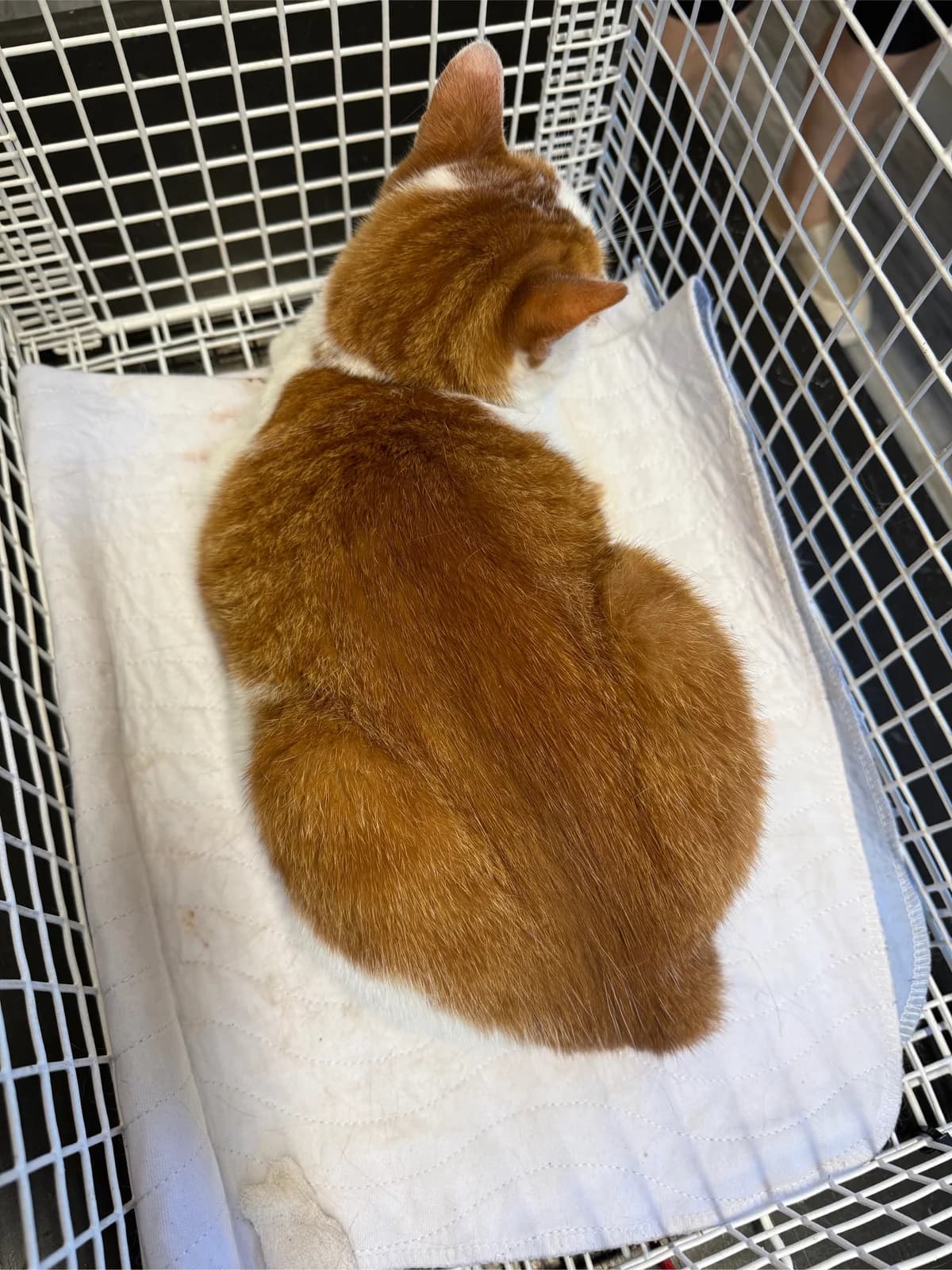 Helga, Mixed Breed for adoption at Tierheim Forchheim, Forchheim