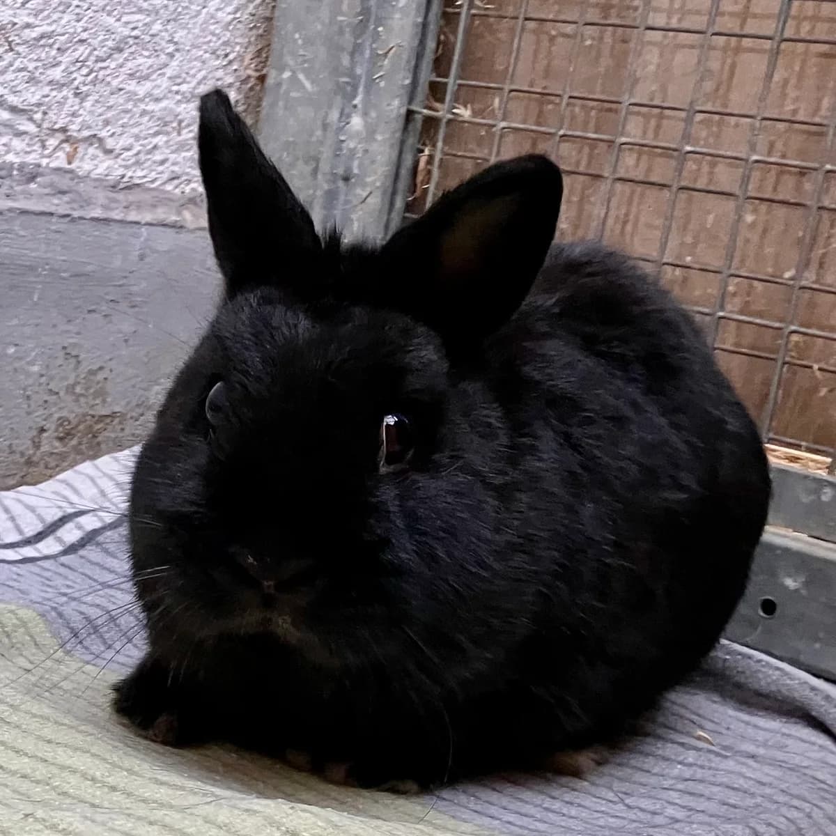 Rocky, mixed breed for adoption at Tierheim Forchheim, Forchheim