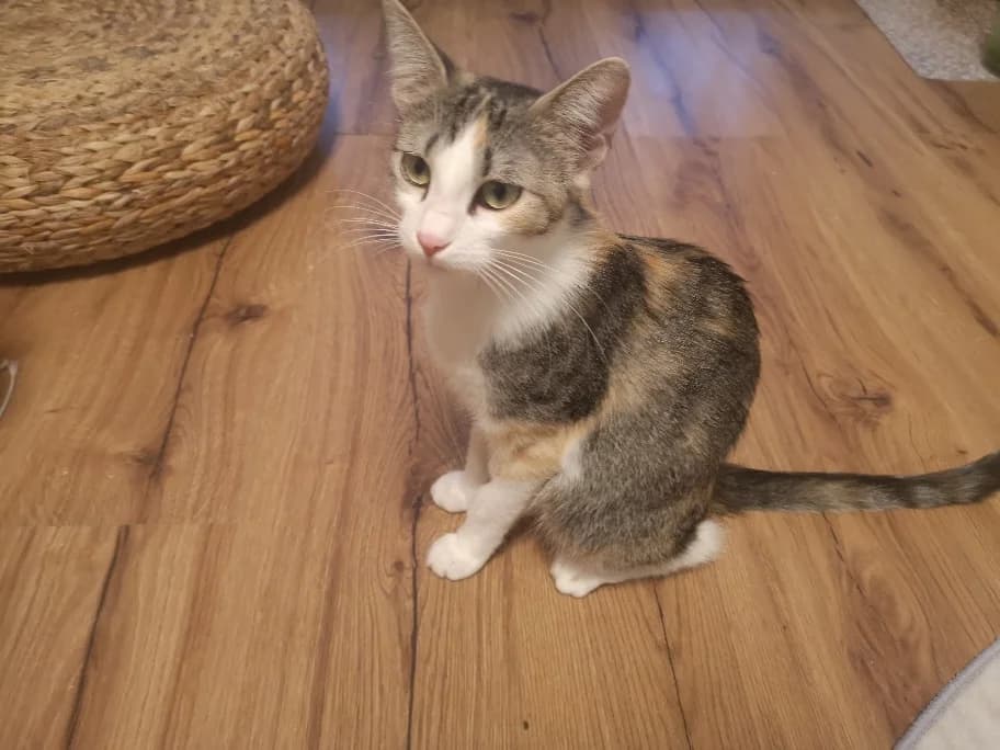 Tweety, Mixed Breed for adoption at Tierheim Forchheim, Forchheim