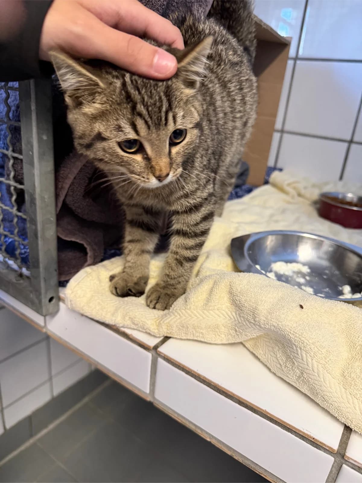 Sinner, male Mixed Breed for adoption at Tierheim Forchheim, Forchheim