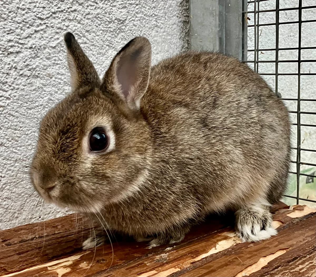Schnuffi, Mixed Breed for adoption at Tierheim Forchheim, Forchheim