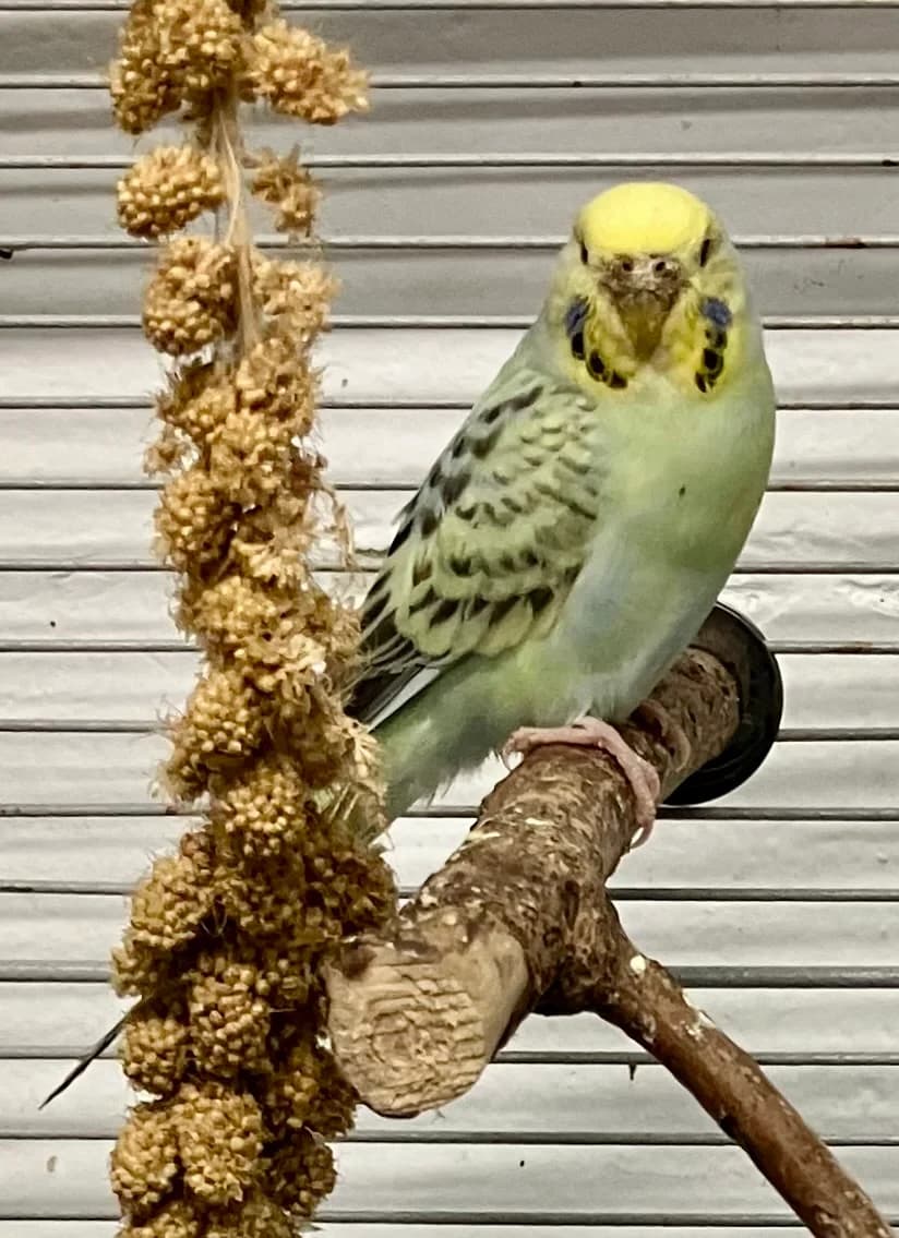Herta, Mixed Breed for adoption at Tierheim Forchheim, Forchheim