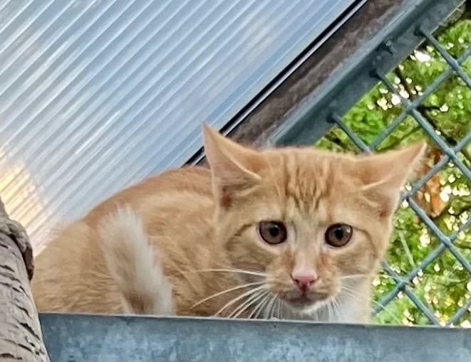 Yimmy, Sunny und Chilli, Mixed Breed for adoption at Tierheim Forchheim, Forchheim