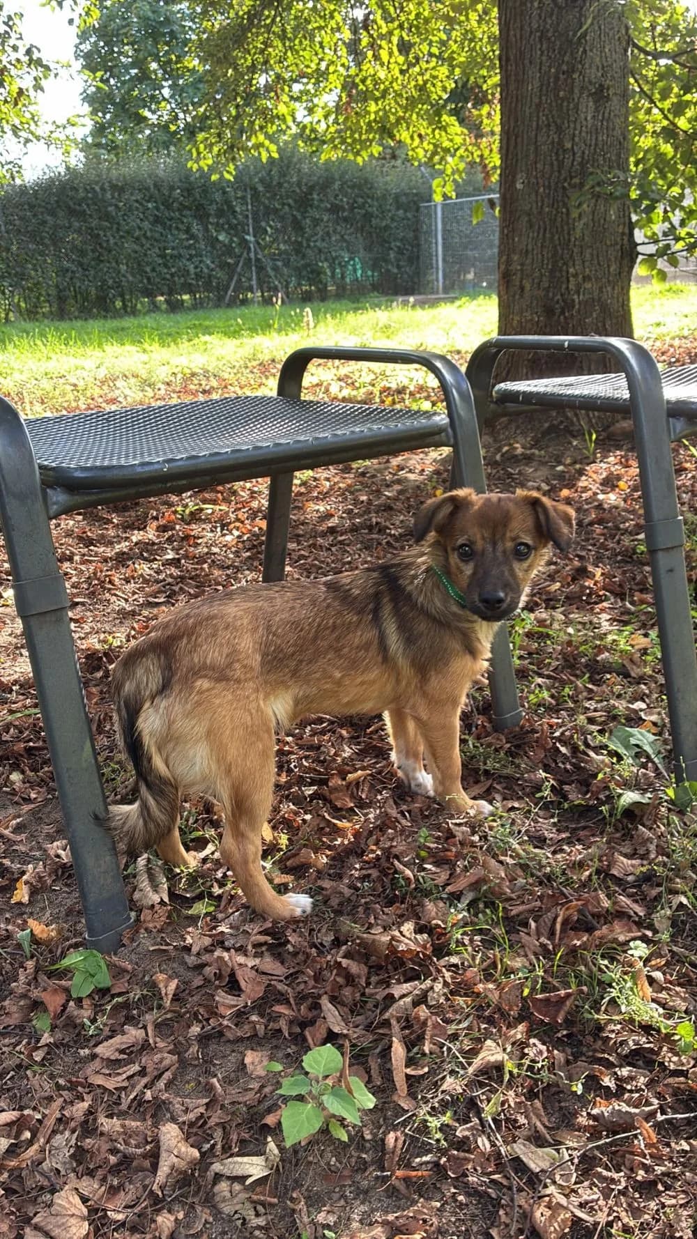 Ariel, female Mixed Breed for adoption at Tierheim Forchheim, Forchheim