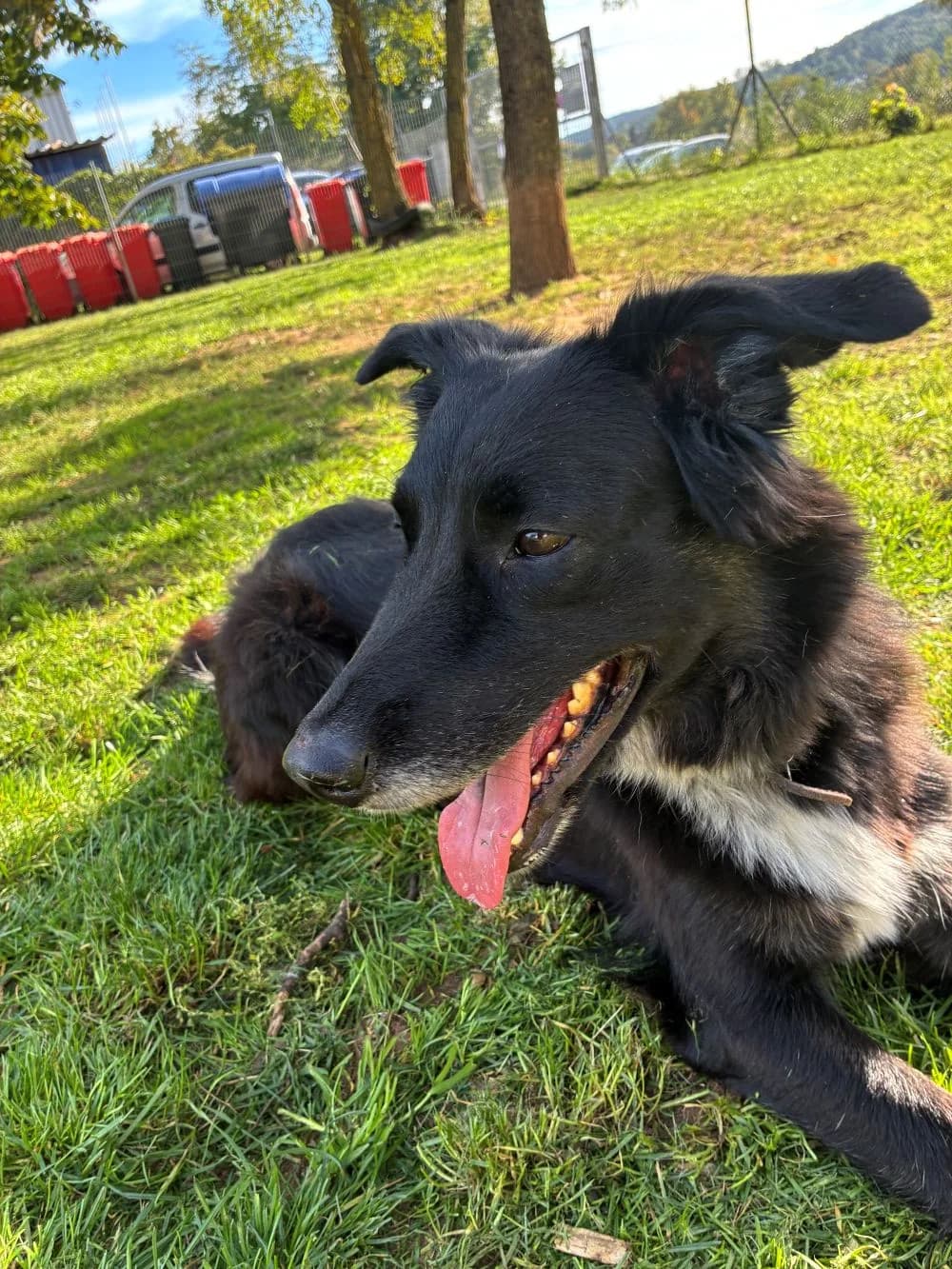 Maleika, female Mixed Breed for adoption at Tierheim Forchheim, Forchheim