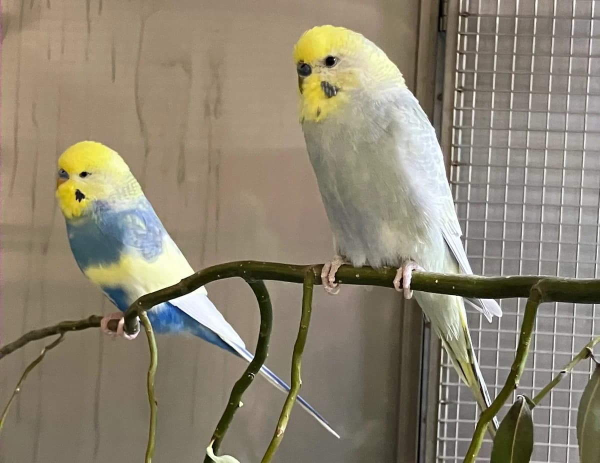 Jimmy und Yani, 3yo Mixed Breed for adoption at Tierheim Forchheim, Forchheim