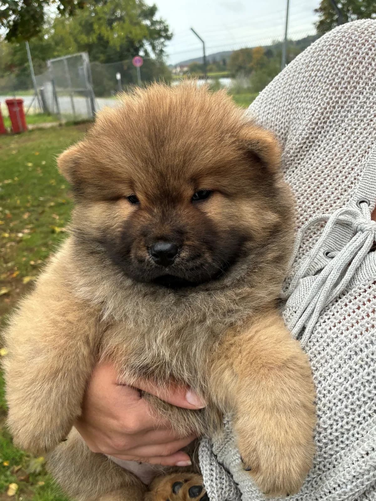 Emily, female mixed breed for adoption at Tierheim Forchheim, Forchheim