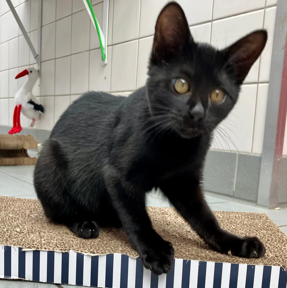 Markus, male Mixed Breed for adoption at Tierheim Forchheim, Forchheim