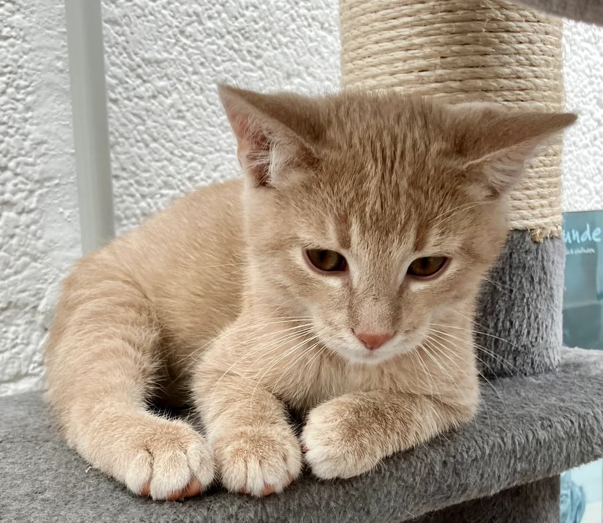 Lisa, Mixed Breed for adoption at Tierheim Forchheim, Forchheim