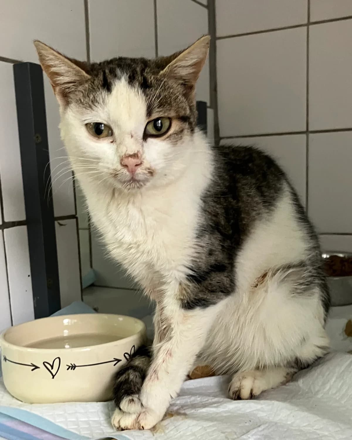 Marion, Mixed Breed for adoption at Tierheim Forchheim, Forchheim