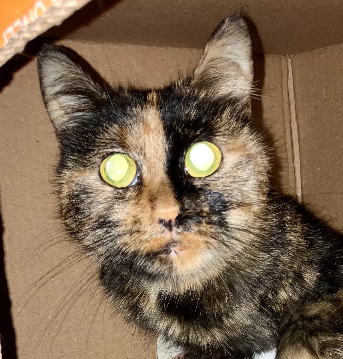 Kitti, Mixed Breed for adoption at Tierheim Forchheim, Forchheim