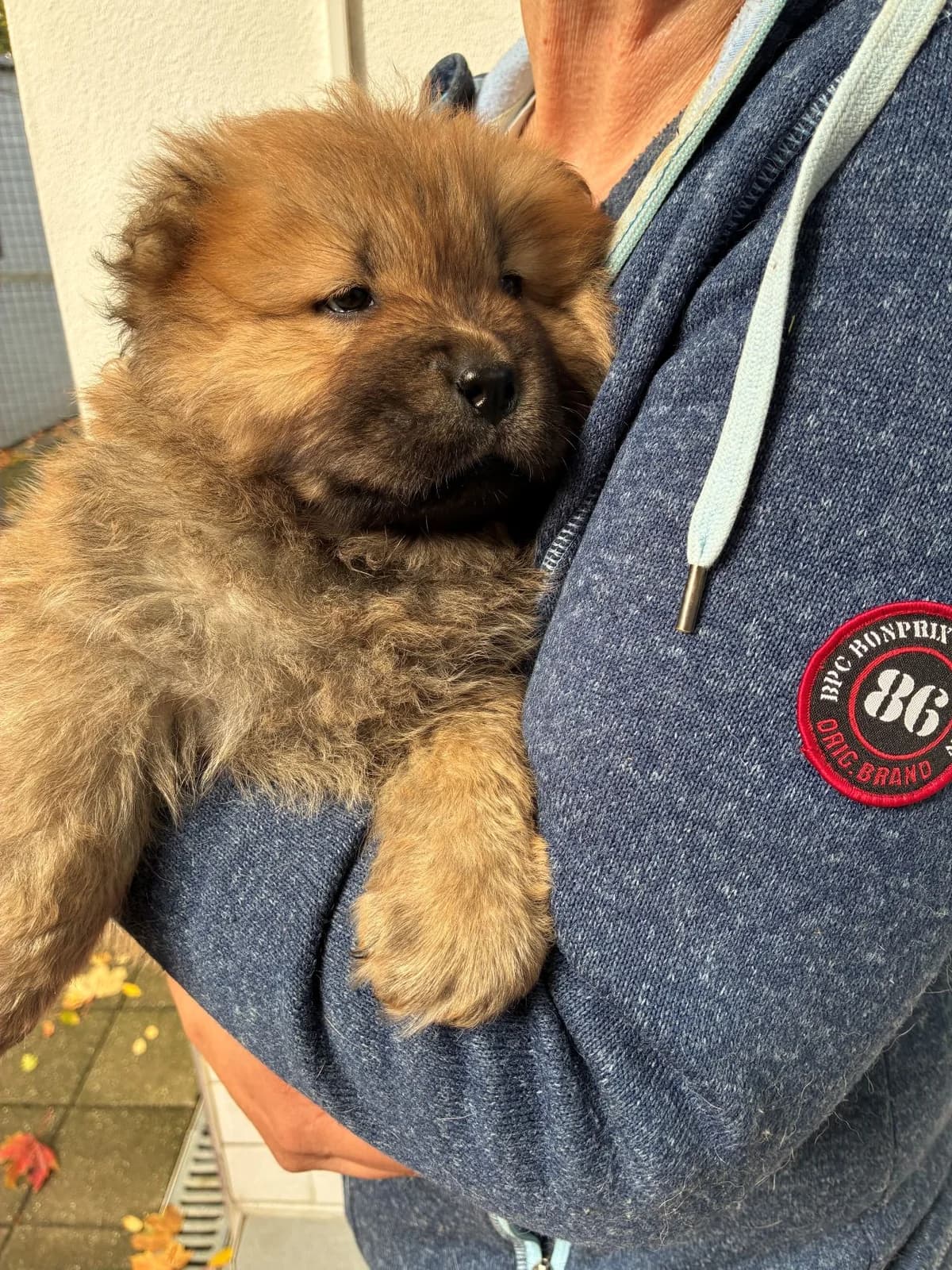 Pax, male mixed breed for adoption at Tierheim Forchheim, Forchheim