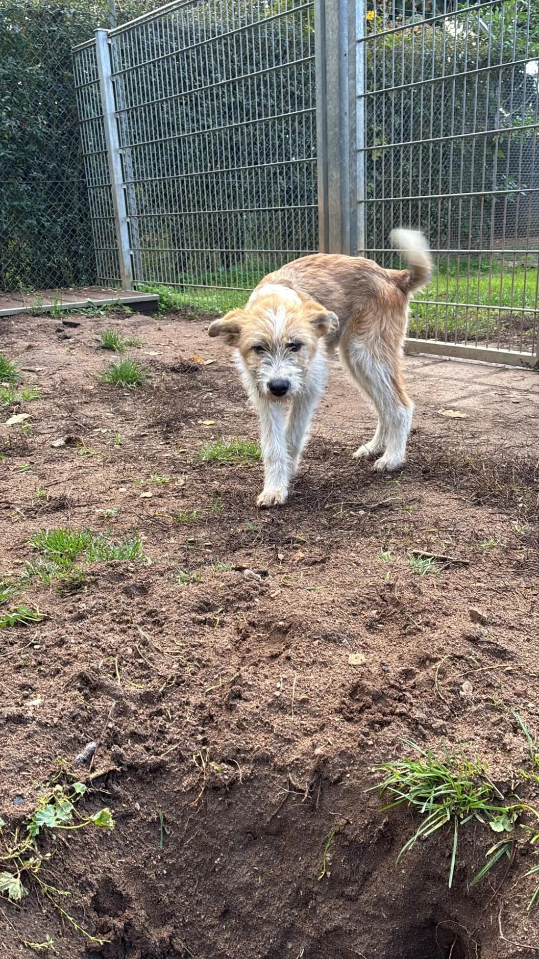 Lenia, female Mixed Breed for adoption at Tierheim Forchheim, Forchheim