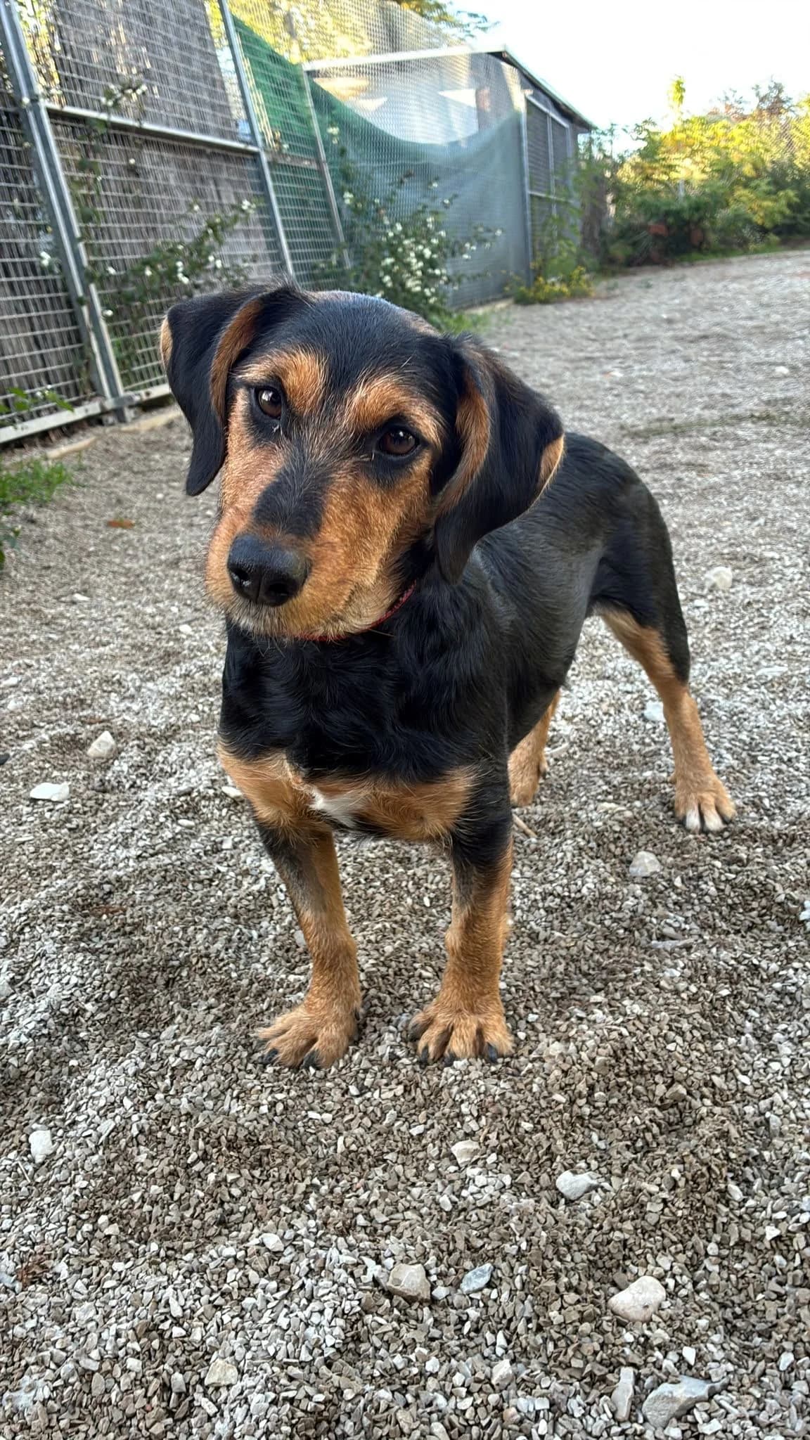 Hailey, female Mixed Breed for adoption at Tierheim Forchheim, Forchheim