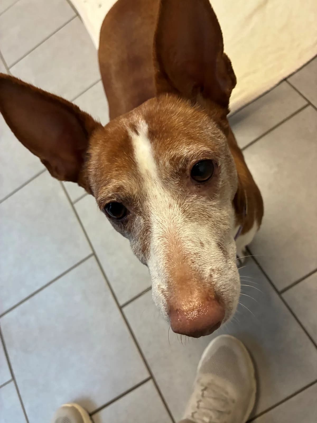 River, male Podenco for adoption at Tierheim Forchheim, Forchheim