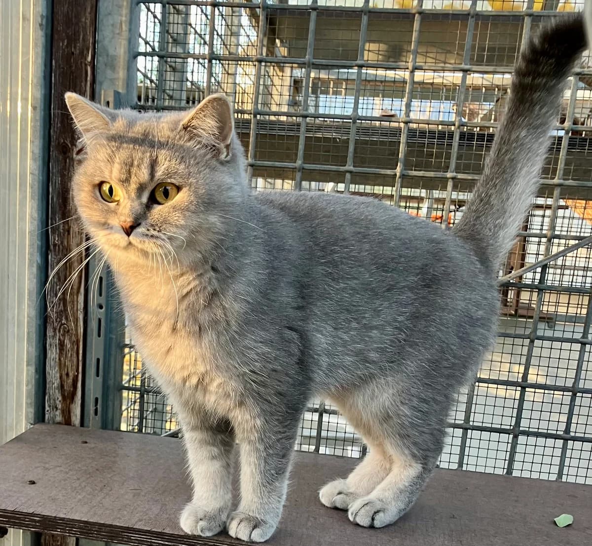 Eli, Mixed Breed for adoption at Tierheim Forchheim, Forchheim