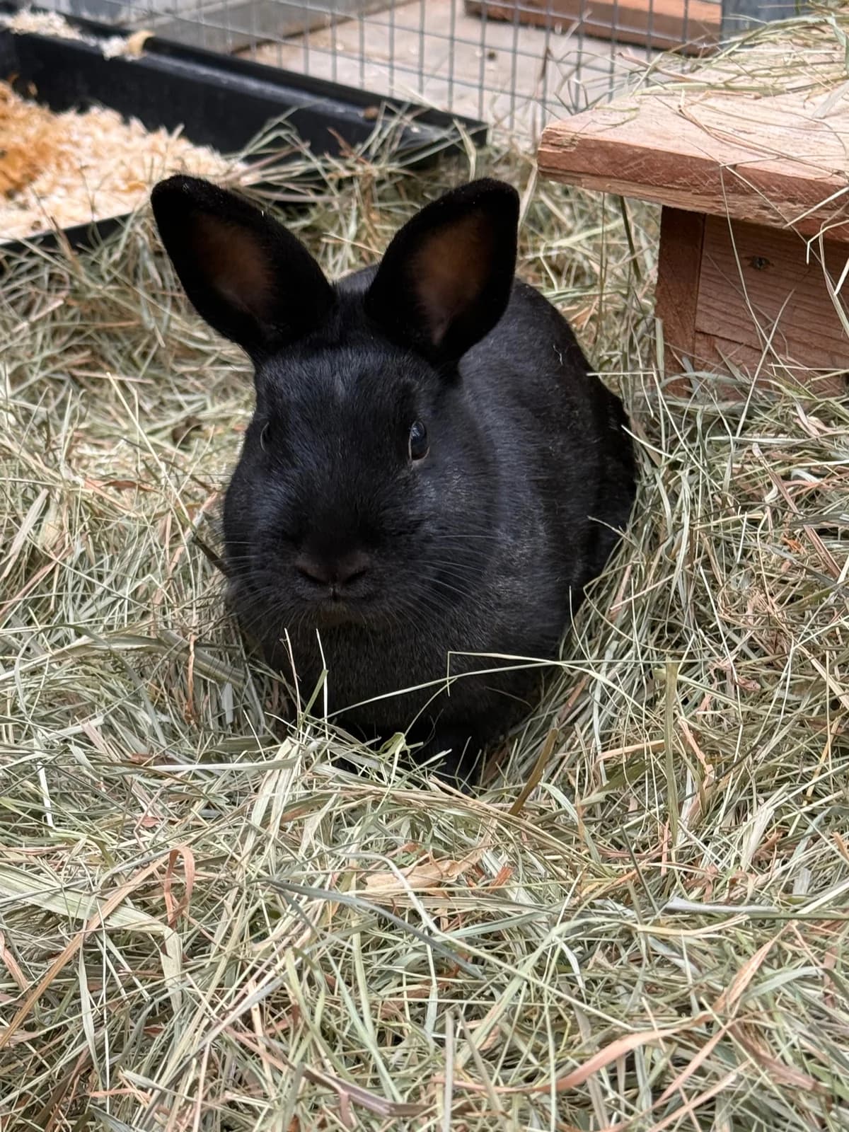 Hubert, male Mixed Breed for adoption at Tierheim Forchheim, Forchheim