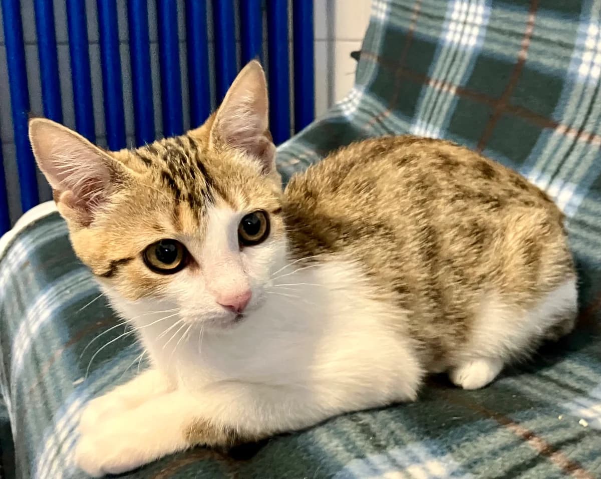 Finchen, Mixed Breed for adoption at Tierheim Forchheim, Forchheim
