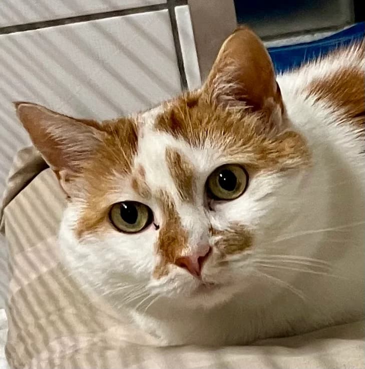 Moritz, Mixed Breed for adoption at Tierheim Forchheim, Forchheim