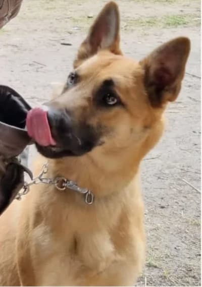 Moritz, 5yo Mixed Breed for adoption at Tierheim Forchheim, Forchheim