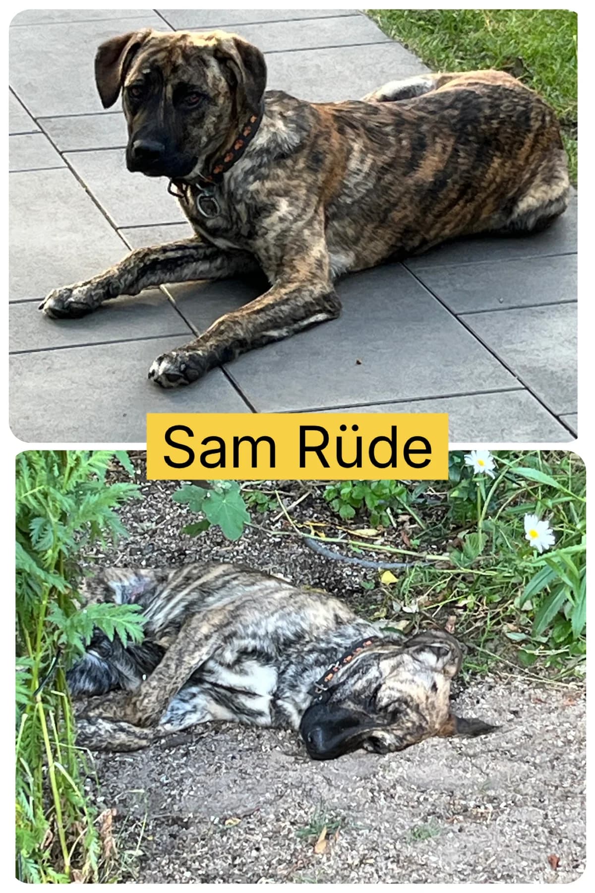 Sam, puppy Mixed Breed for adoption at Tierheim Forchheim, Forchheim