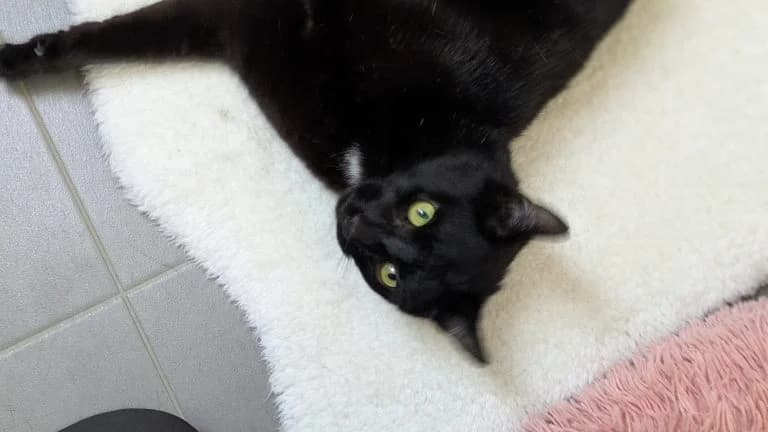 Blaggy, male 3yo Mixed Breed for adoption at Tierheim Frankenberg