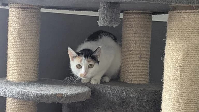 Bonnie, female 3yo Mixed Breed for adoption at Tierheim Frankenberg