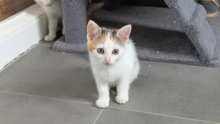 Emilia, female Mixed Breed for adoption at Tierheim Frankenberg
