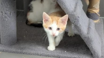 Eren, male Mixed Breed for adoption at Tierheim Frankenberg