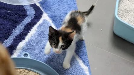 Esther, female Mixed Breed for adoption at Tierheim Frankenberg