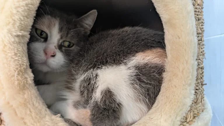 Frieda, female 5yo Mixed Breed for adoption at Tierheim Frankenberg