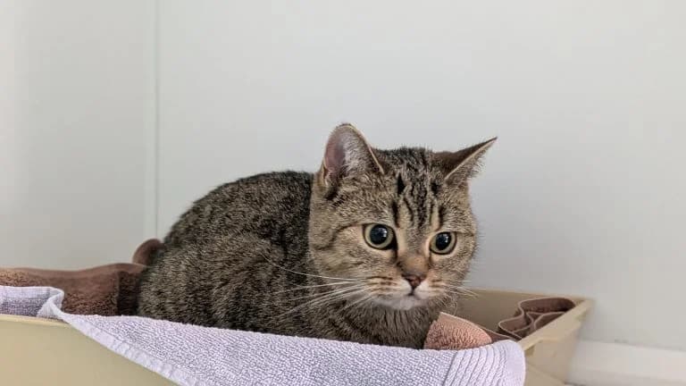 Mochi (reserviert), female Mixed Breed for adoption at Tierheim Frankenberg