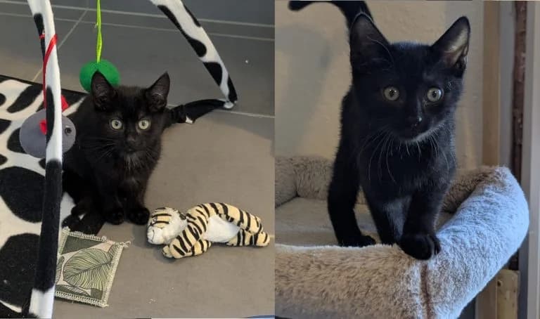 Nero + Kuro (reserviert), male Mixed Breed for adoption at Tierheim Frankenberg