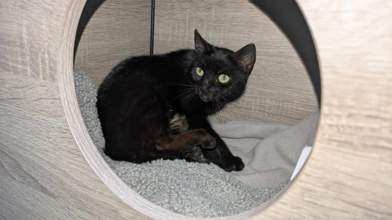 Paarl + Kitten, female 3yo Mixed Breed for adoption at Tierheim Frankenberg