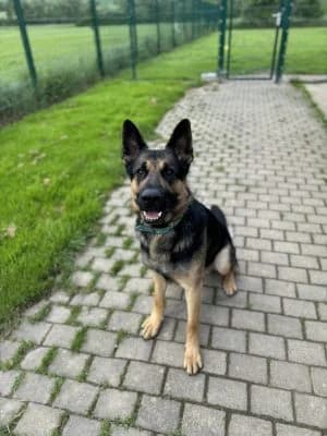 Royce, male 4yo German Shepherd for adoption at Tierheim Frankenberg