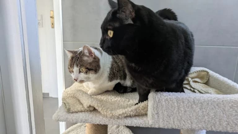 Willhelm & Heinrich, male 3yo Mixed Breed for adoption at Tierheim Frankenberg